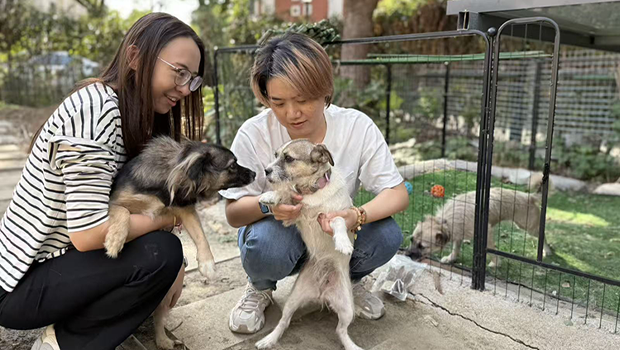 Purpose Day Shanghai Looking After Stray Dogs And Finding Them Homes
